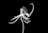 A delicate and intricate x-ray image of a flower with translucent petals and a long, curved stem. The flower appears ghostly and ethereal, set against a stark black background, revealing fine details in the petal structure.