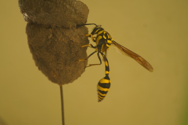 A yellow and black wasp is perched on a small, brown nest structure. The background is an out-of-focus light yellow-green color, highlighting the vivid stripes on the wasp's body and its delicate, translucent wings.