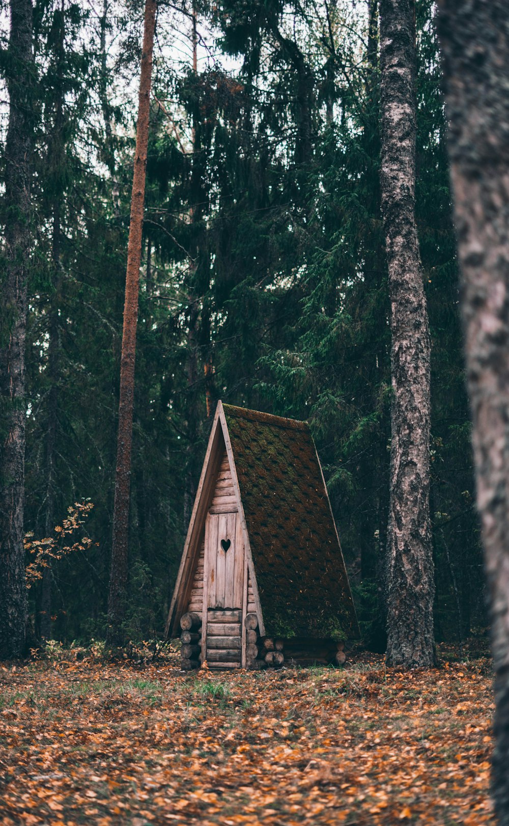 maison en bois marron sous les arbres