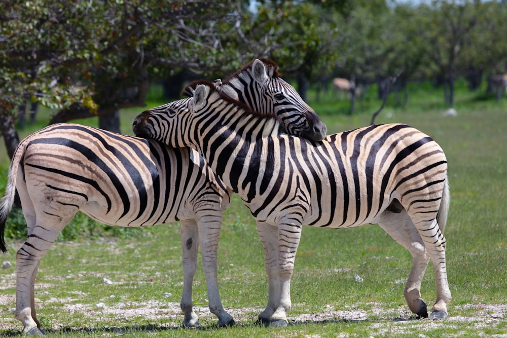 two zebras standing on grass field during daytime