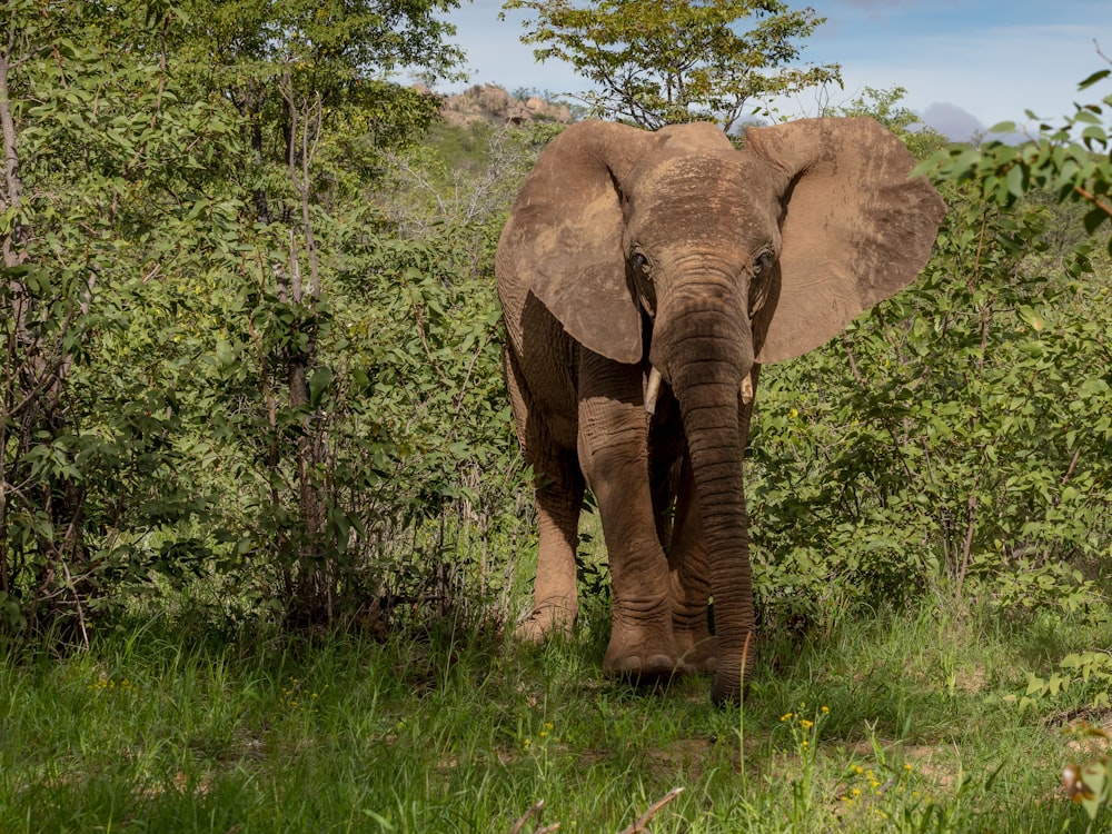 elephant standing beside tree