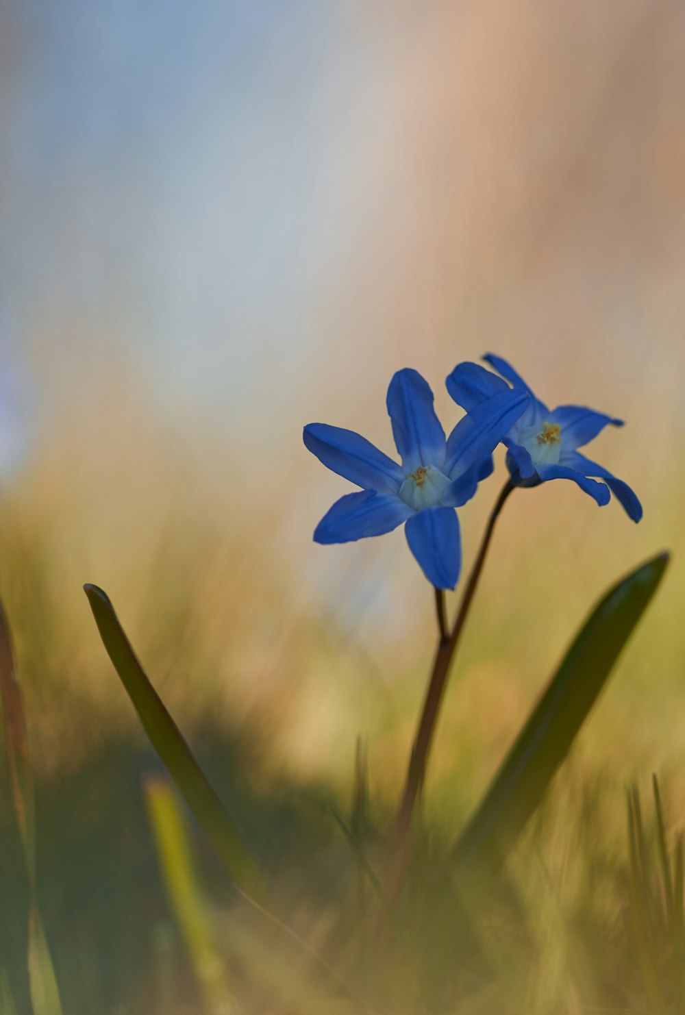 blaublättrige Blüten