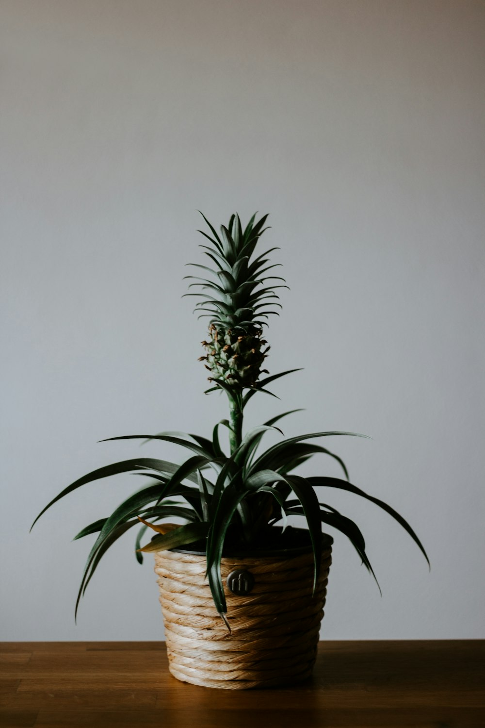 green pineapple plant