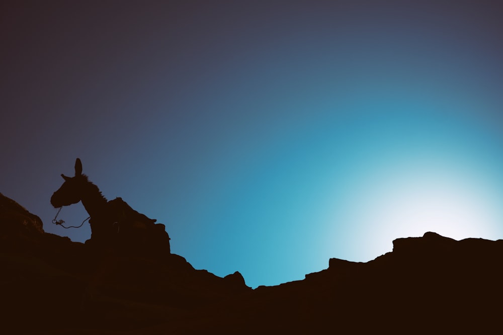 silhouette of donkey on mountain