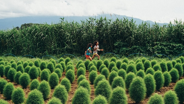 Two children are joyfully running through a plantation of small, bushy green shrubs. The rows of plants are neatly organized, forming a pattern across the field. In the background, tall grasses and hills create a natural boundary under a cloudy sky.