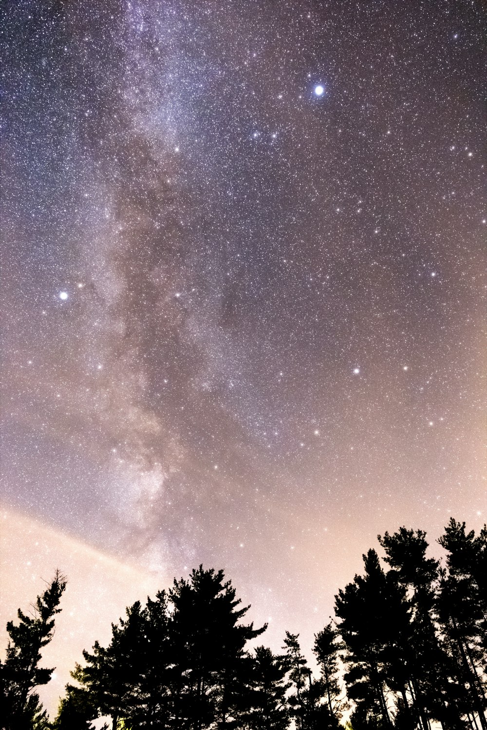 silhouette of trees under starry sky