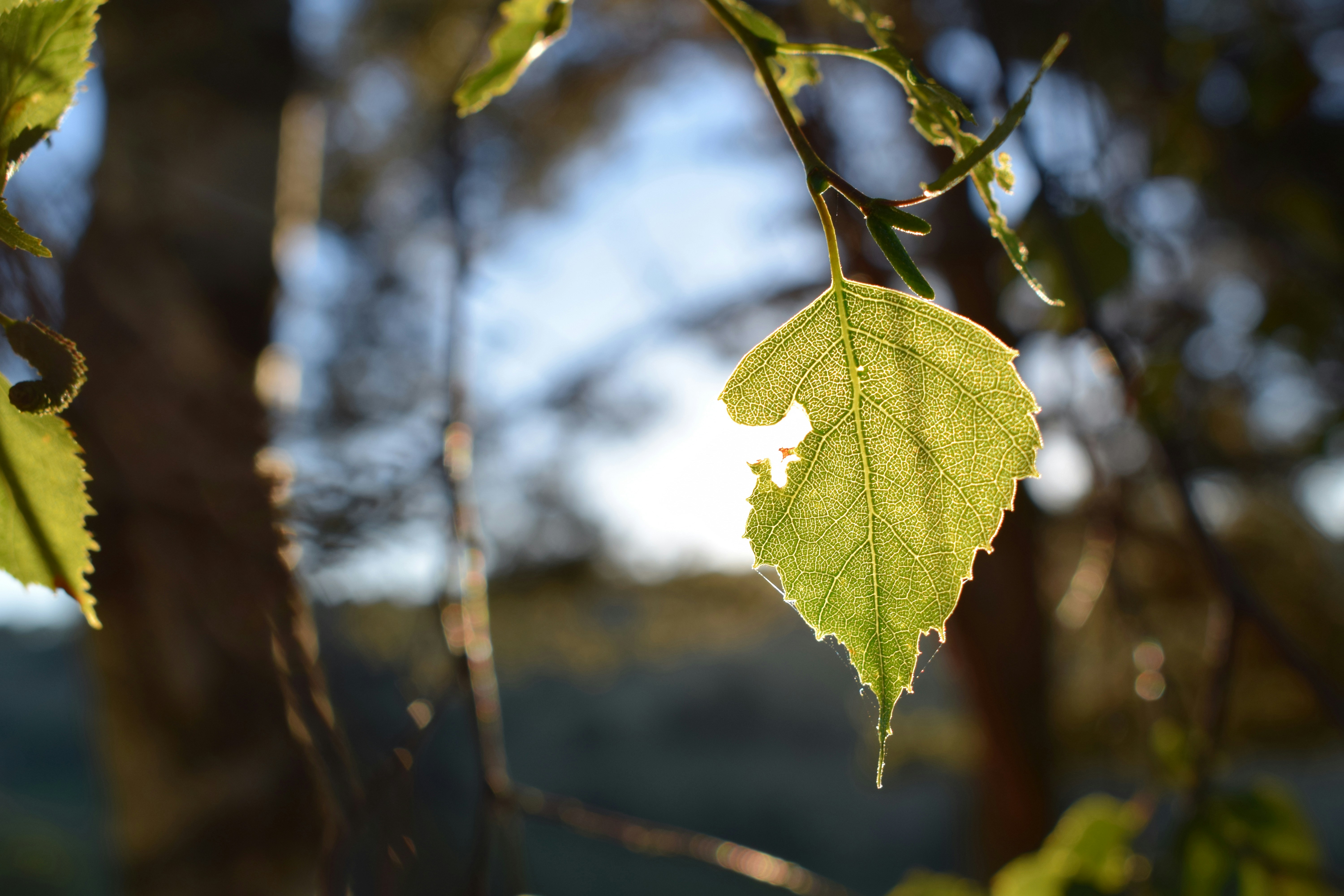 Photo by honglin_stoffels