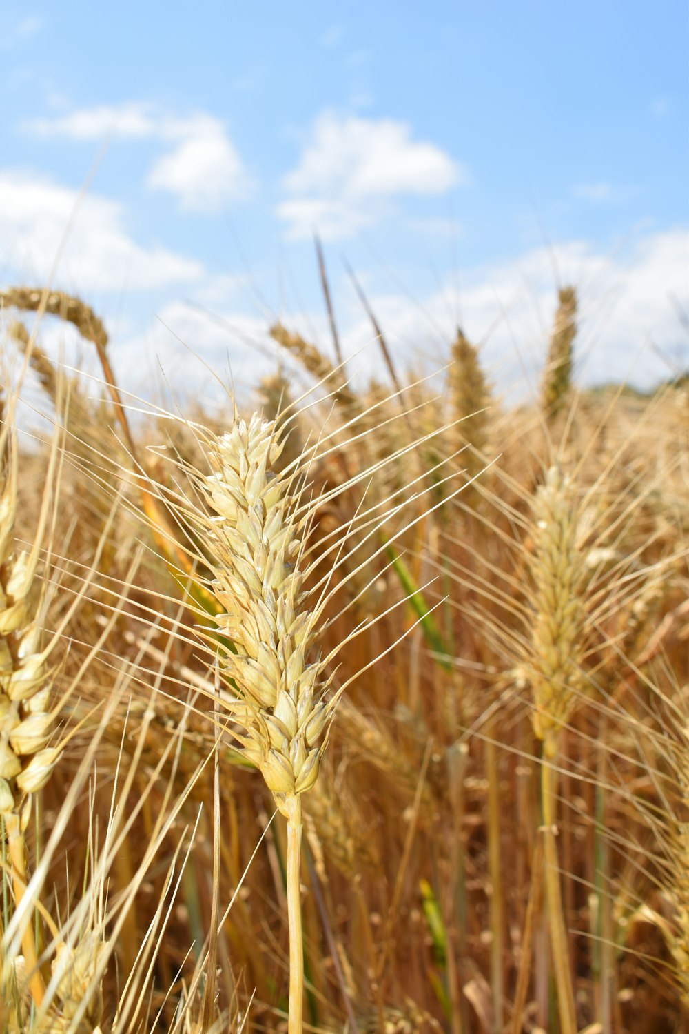 shallow focus photo of wheat plants