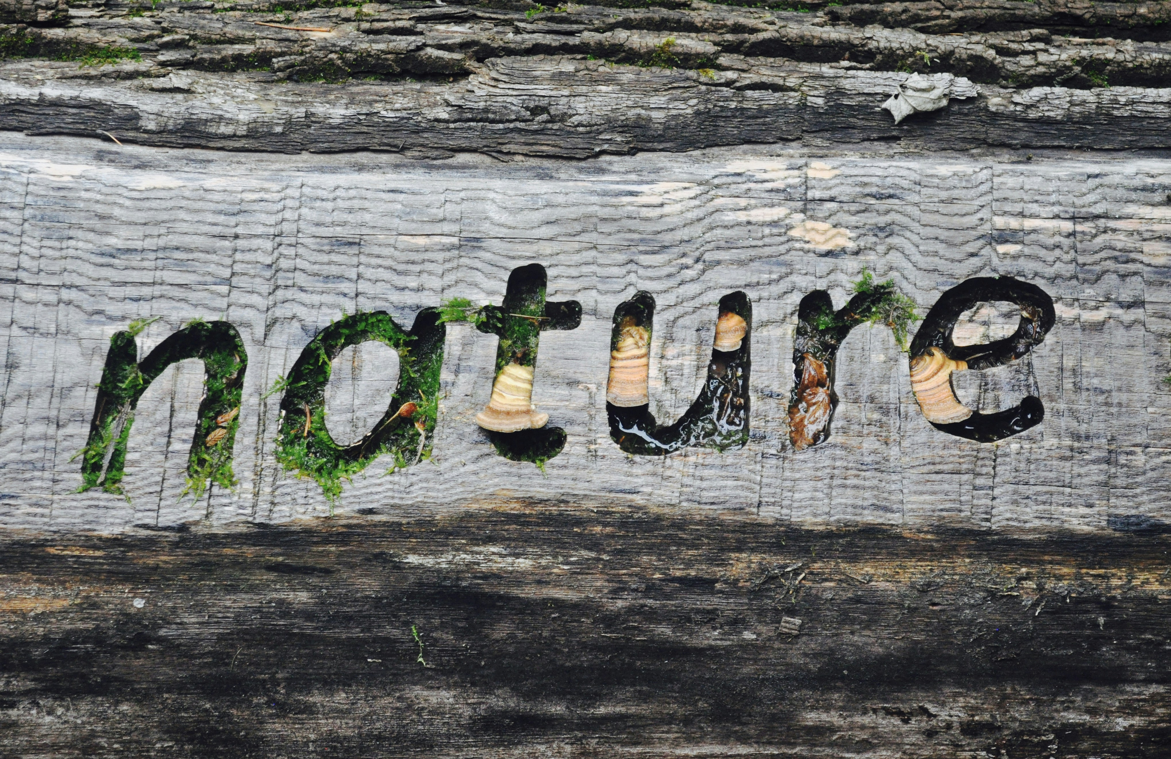 Intrusive Thoughts Journal Prompts: 55 Questions to Stop Fearing Your Own Mind