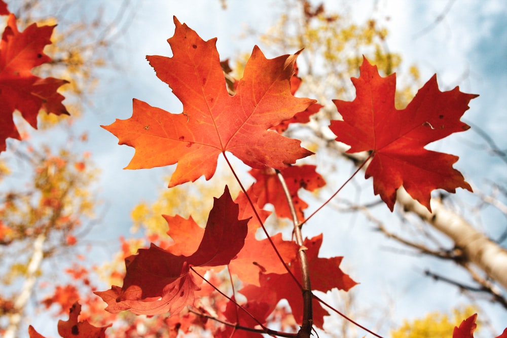 brown maple leaves