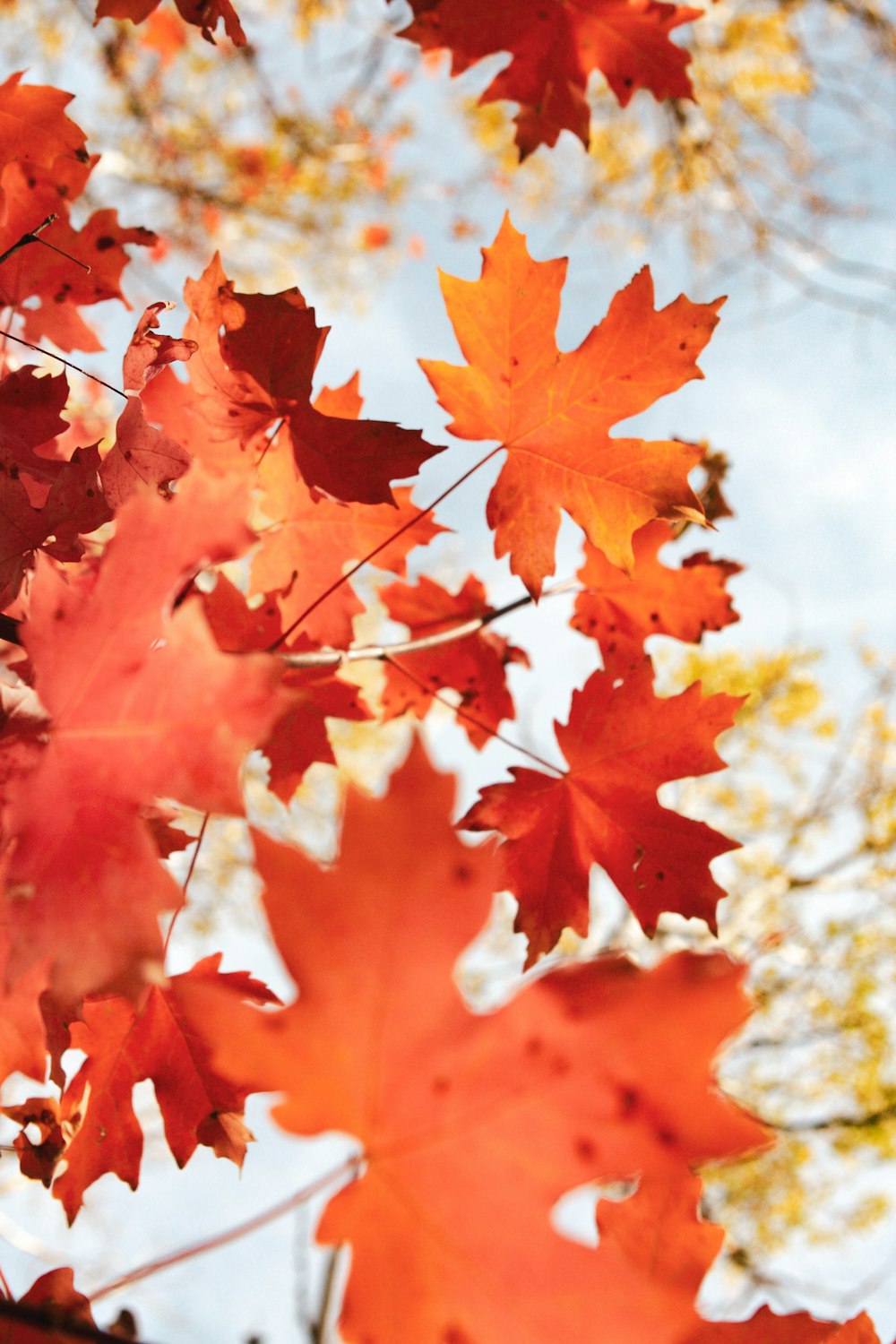 brown maple leaf