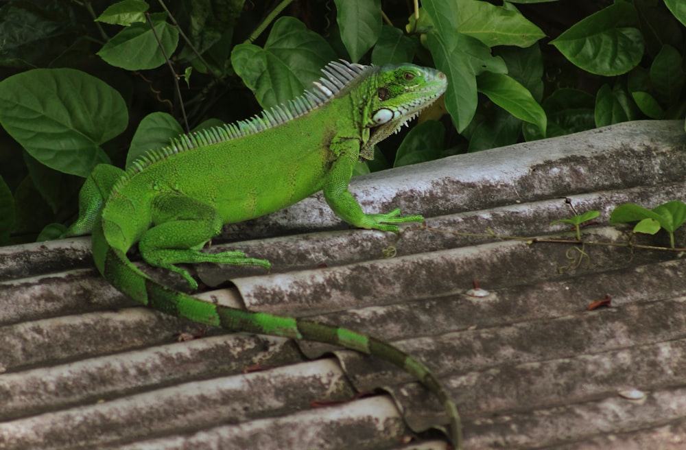 Iguana verde en la parte superior del techo