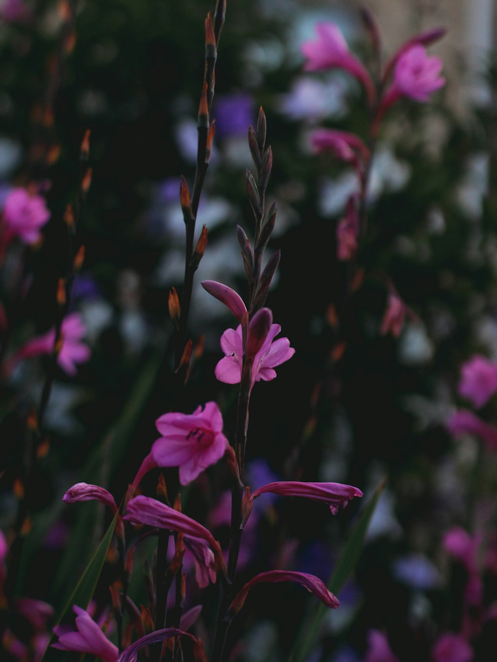 purple petaled flower