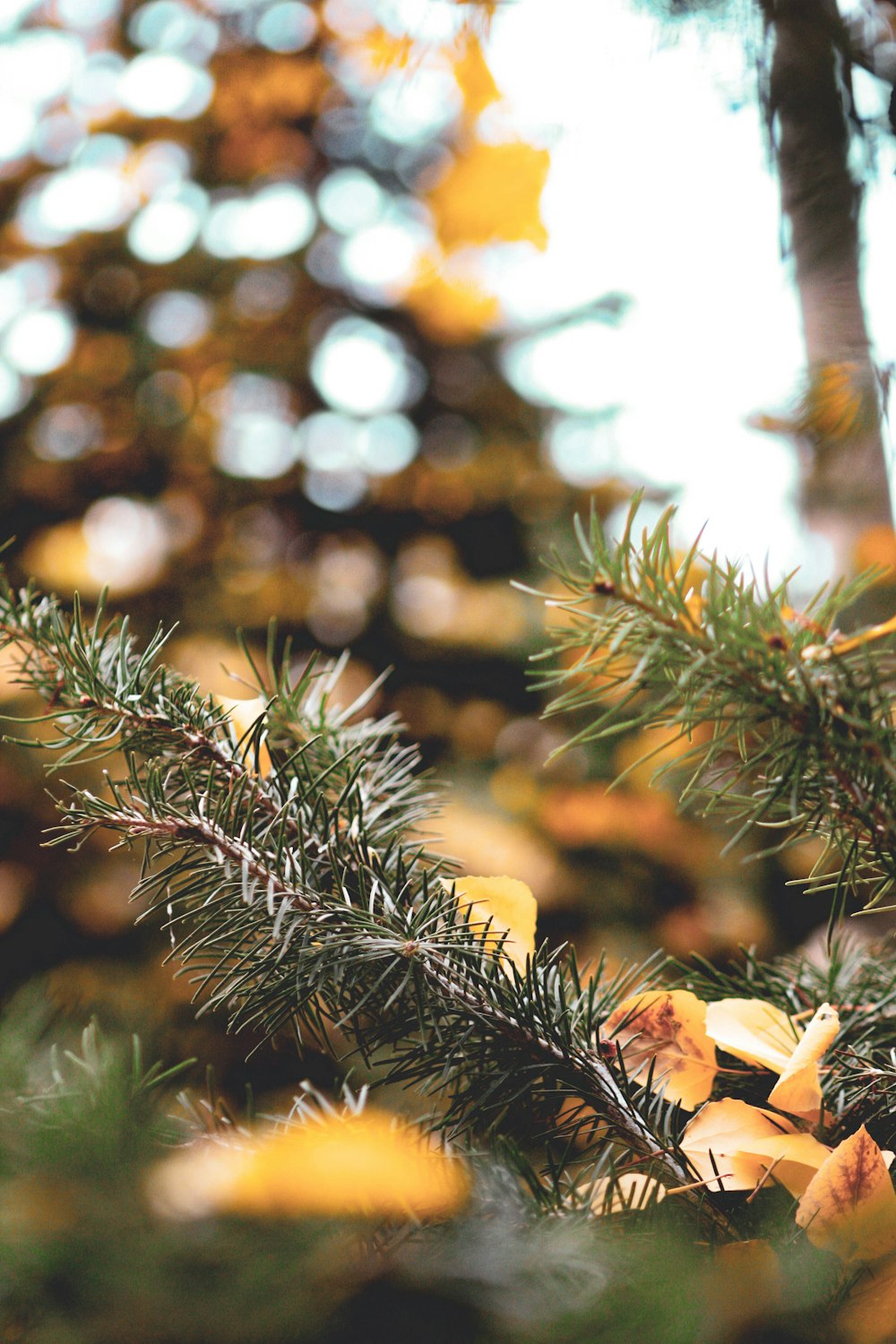 a close up of a pine tree with yellow flowers