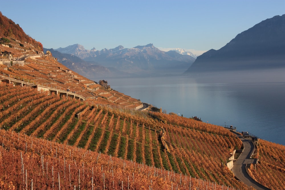 Plantes à feuilles brunes au bord de l’eau pendant la journée