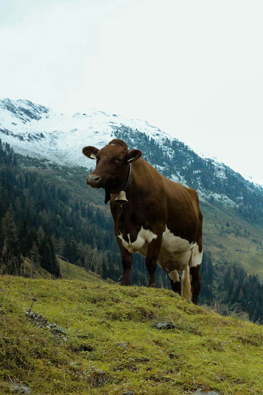 black and white cow on farm