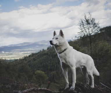 adult white German shepherd standing on wood branch during daytime