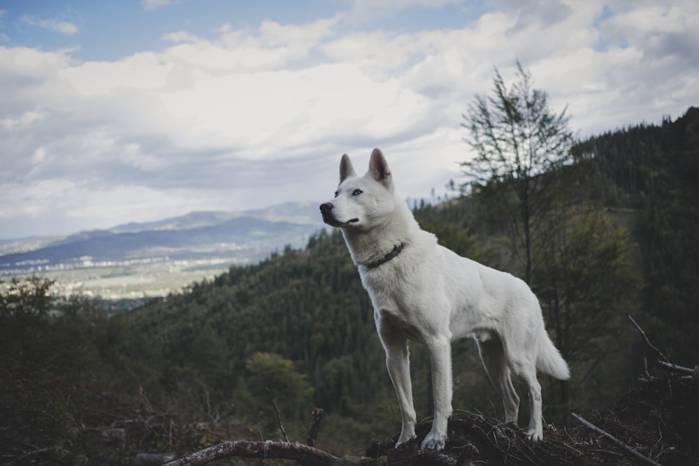 Ausgewachsener weißer Deutscher Schäferhund, der tagsüber auf einem Holzast steht