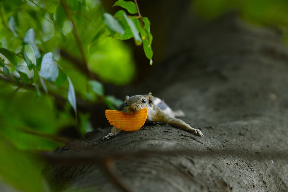 brown mouse on tree trunk