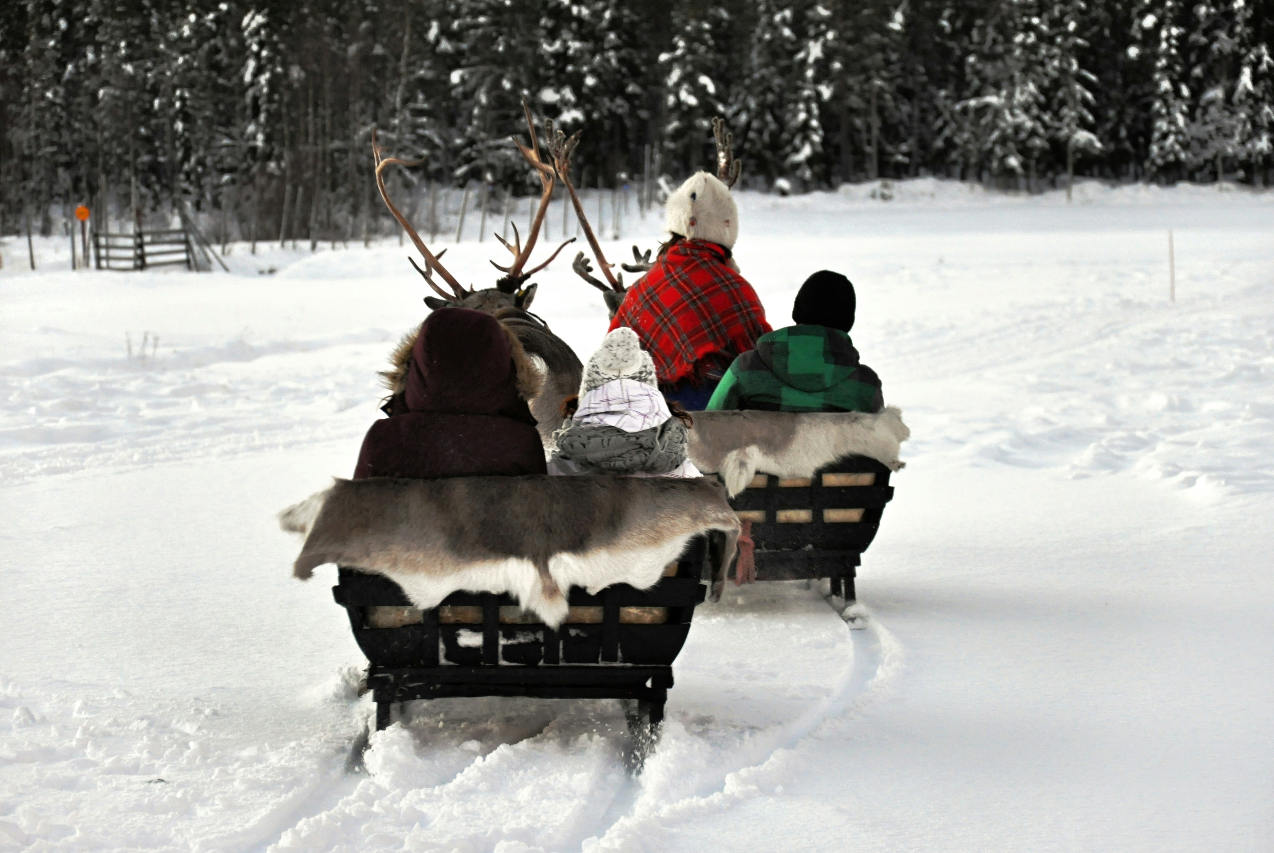 four person sitting on snow sleigh, A reindeer sleigh ride in the snow
