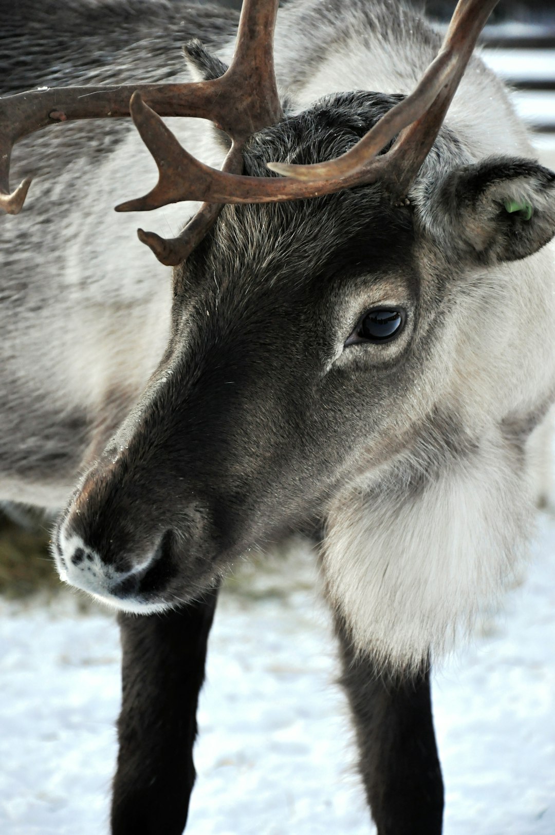 travelers stories about Wildlife in Lapland, Finland