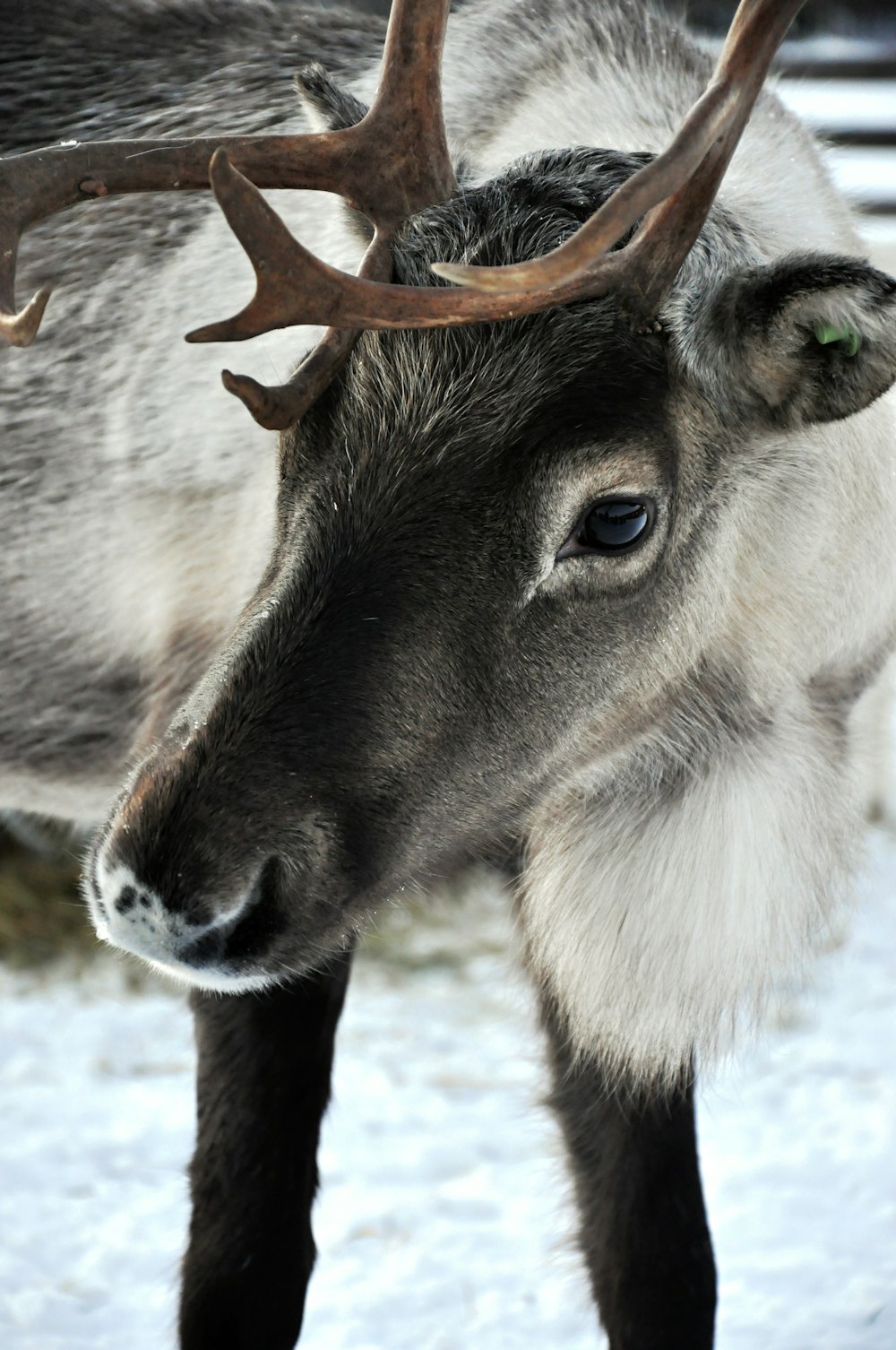 black and white deer standing on white surface