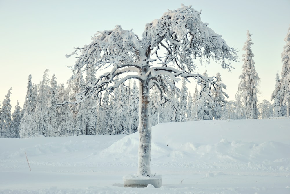 tree with snow