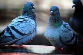 Two pigeons with detailed feathers are perched closely together. Their feathers display a mixture of blue and grey tones, with one pigeon having a hint of iridescent green on its neck. They are situated on a ledge with another pigeon partially visible on the right side.