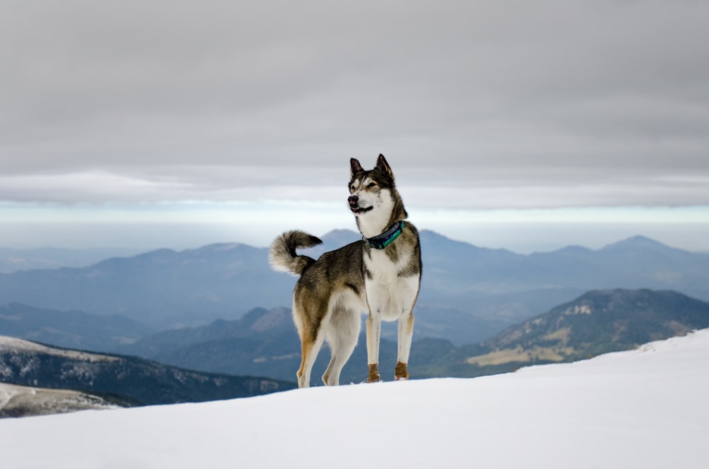 husky siberiano in bianco e nero sulla neve