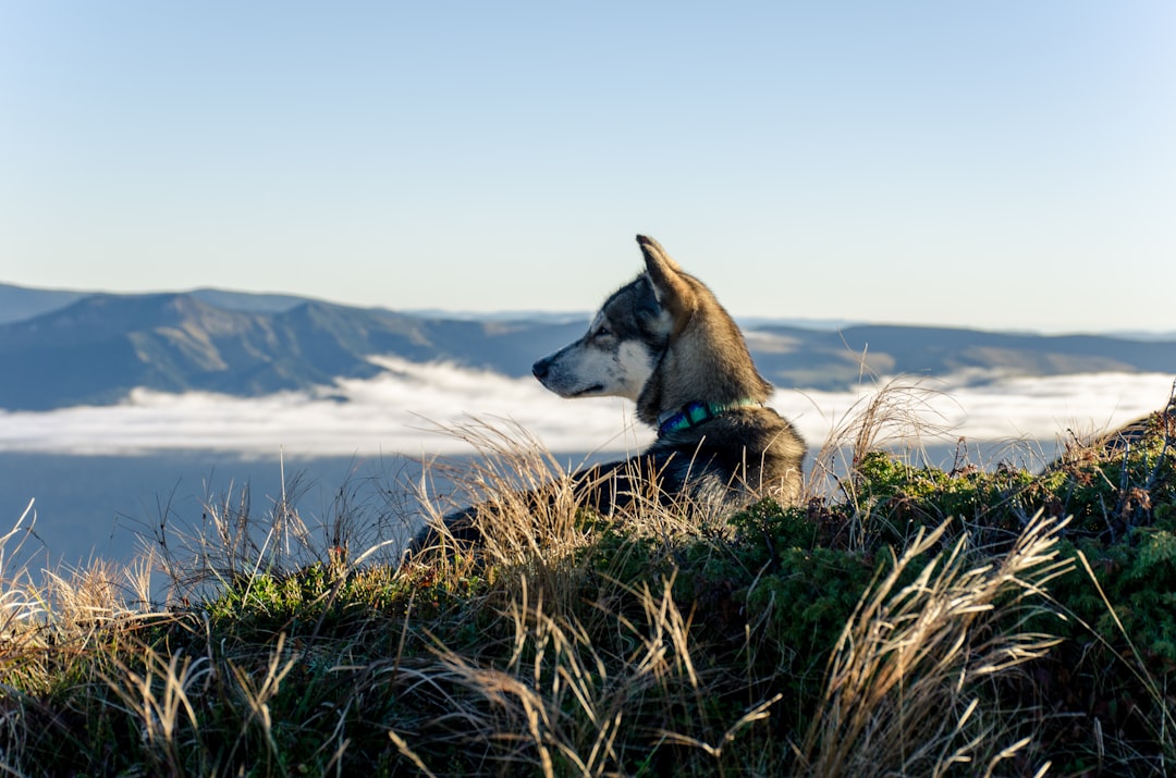 selective focus photography of gray and black dog on green grass