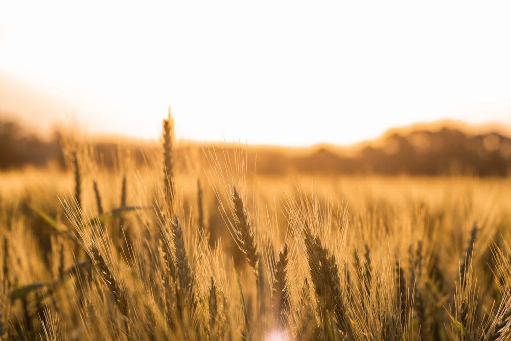 close-up photography of rice wheat