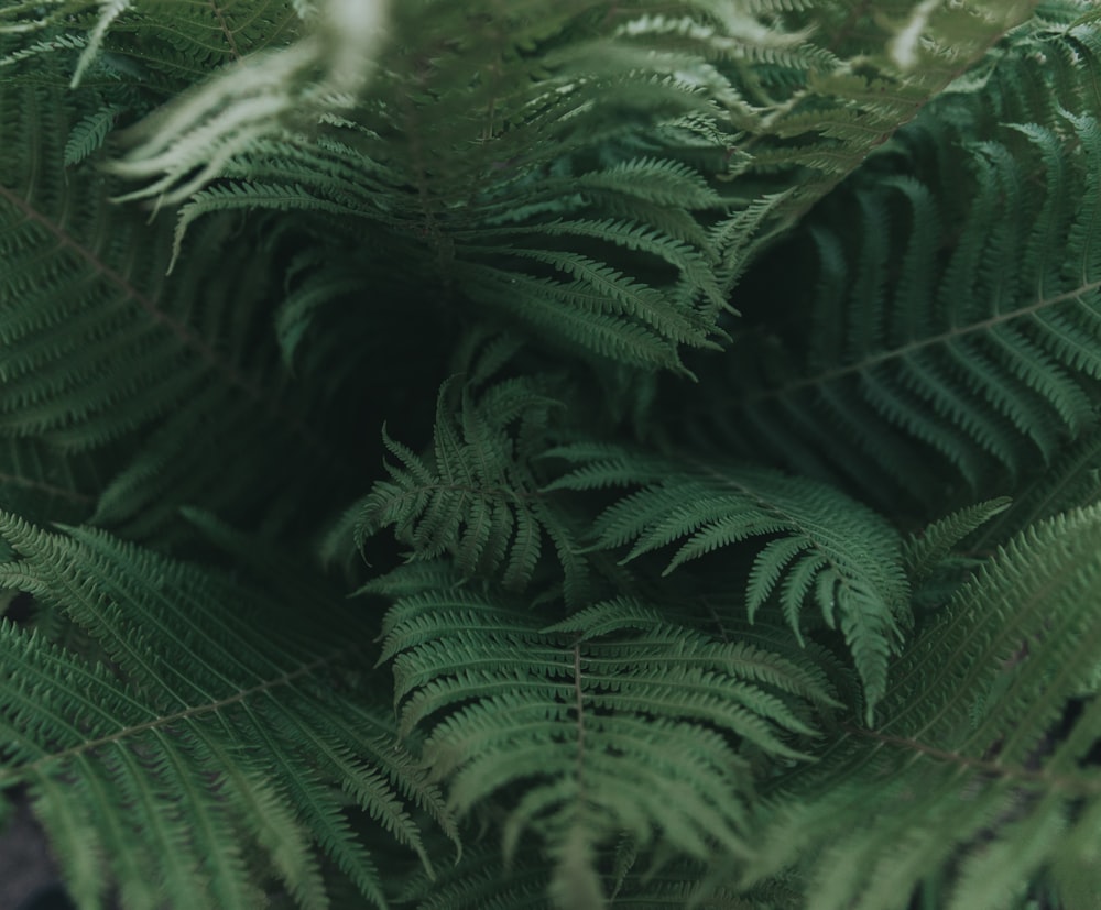 green fern plant