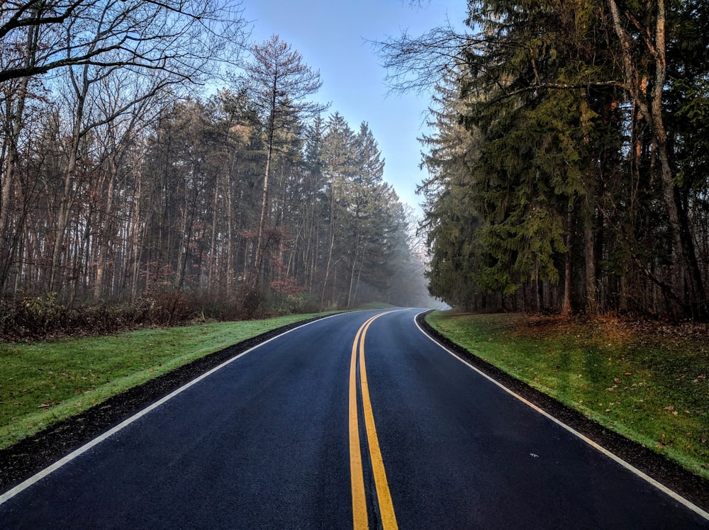 Arbres le long de la route asphaltée