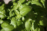 Close-up of fresh basil leaves glistening with morning dew in a sunny garden.