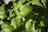 Close-up of vibrant green basil and mint leaves freshly picked from a Dubai farm.