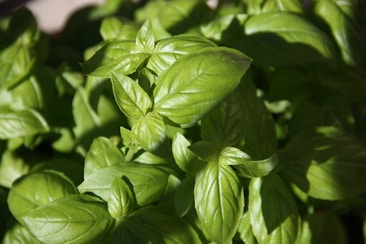 A close-up view of vibrant green basil leaves with visible texture and veins, suggesting freshness and healthy growth.