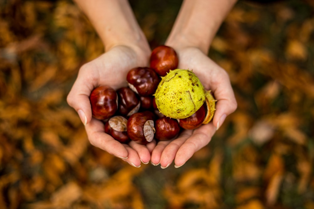 nocciole marroni sulle mani dell'uomo