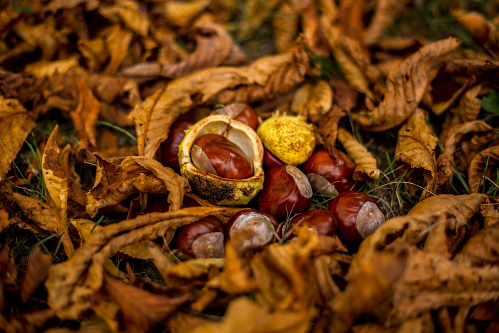 hazelnut on ground