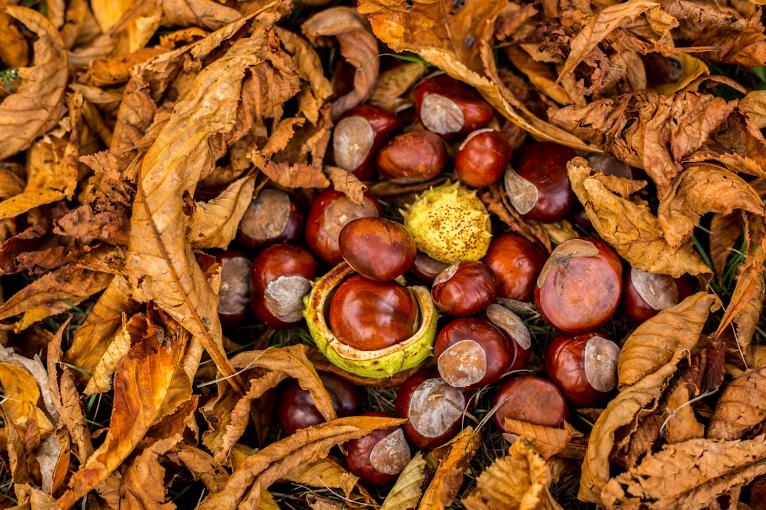 dried leaves with nuts
