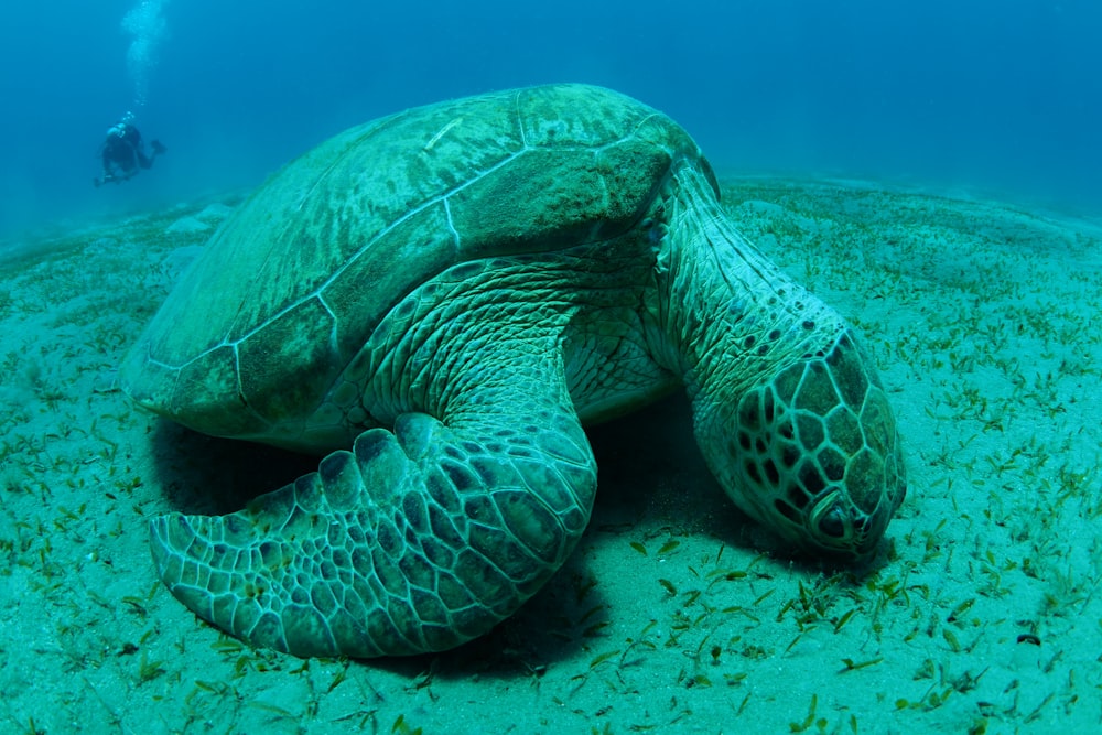 Braune Meeresschildkröte unter Wasser