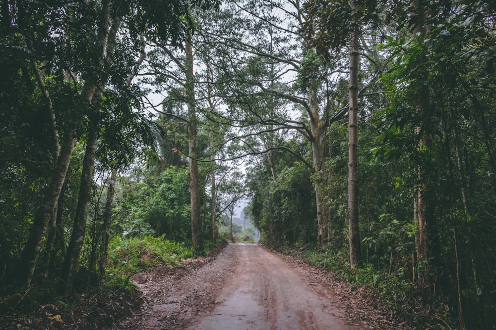 close-up photography of clear road in between trees during daytime