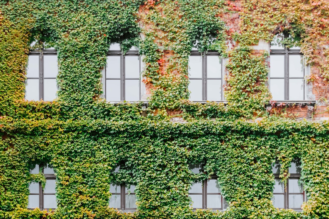 concrete building covered with plants