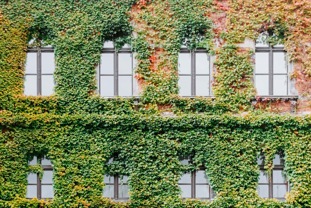 植物で覆われたコンクリートの建物