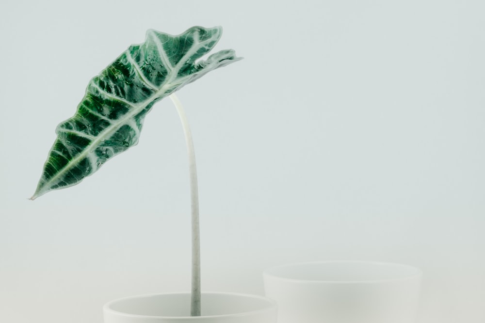 green leaf in cup