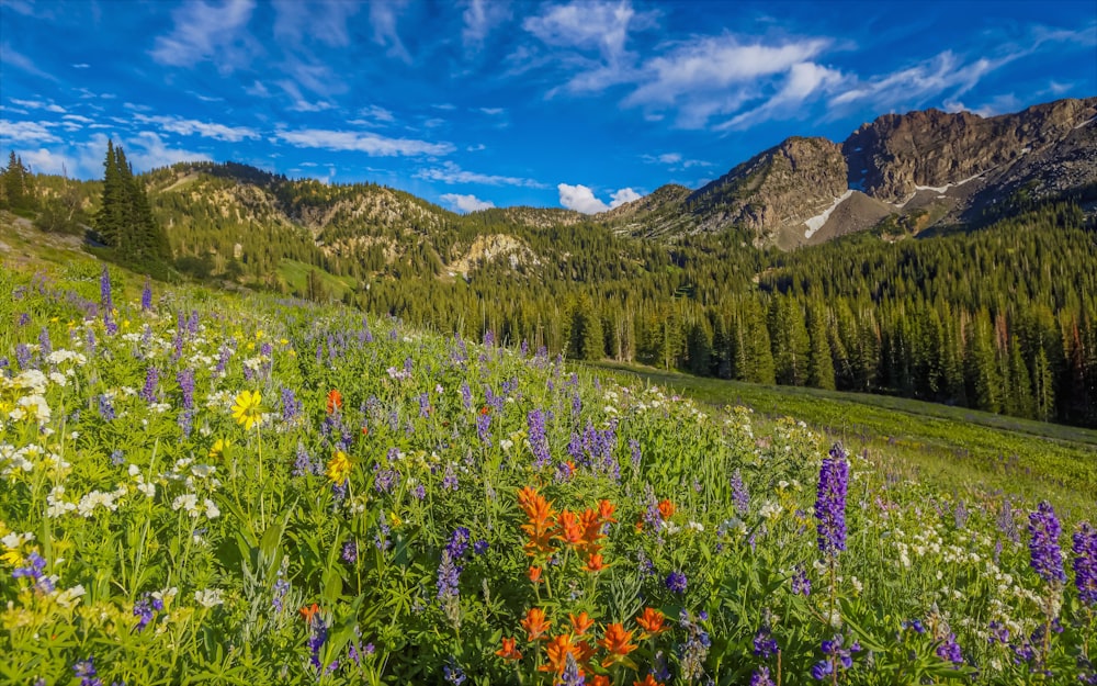 campo di fiori dai petali arancioni, viola e gialli