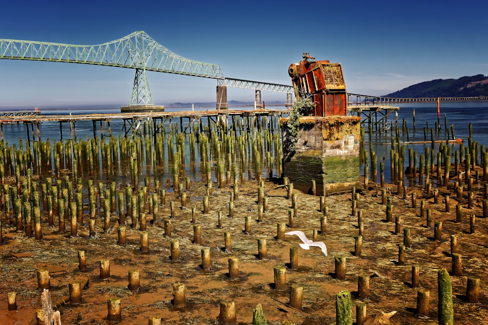 bamboos near body of water illustration