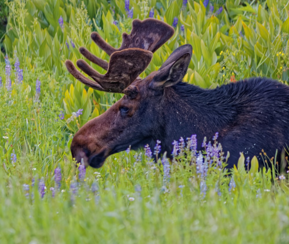 brown and black moose on flower field during daytime