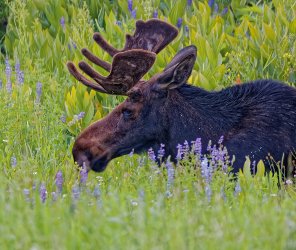 Alces marrones y negros en el campo de flores durante el día