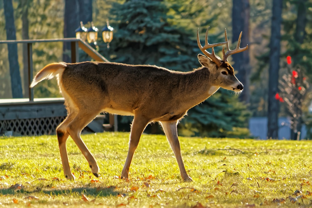 photography of buck on green grass during daytime
