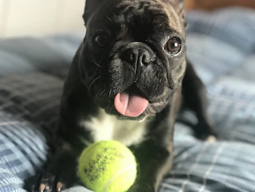 A playful French Bulldog puppy lounging on a colorful blanket with toys.